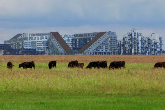 Pasące się krowy na tle nowoczesnej zabudowy