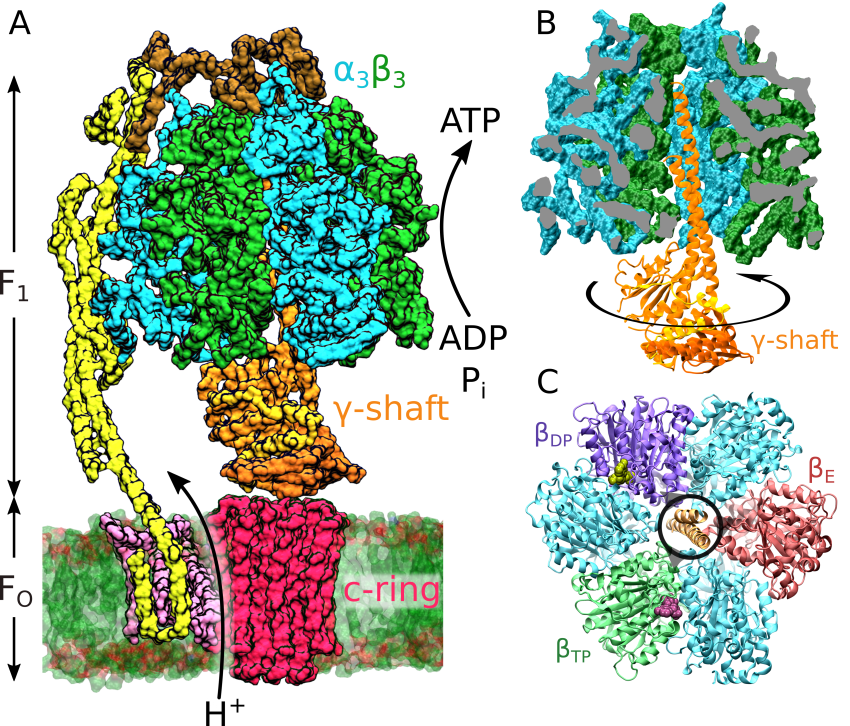 Solved Which statement about ATP synthase is true? The | Chegg.com