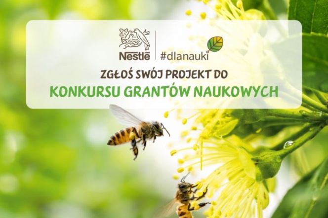 pszczoły na kwiatku
