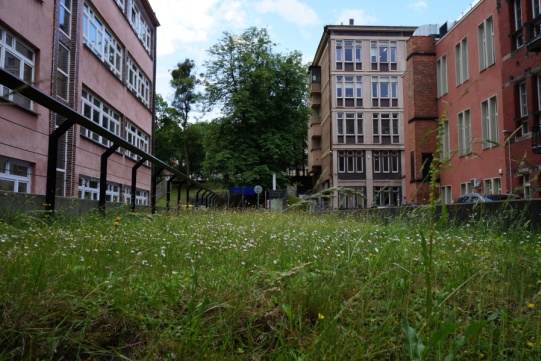 Kwietna łąka przy budynku Chemia C