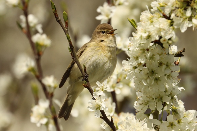 ptak siedzący na gałęzi