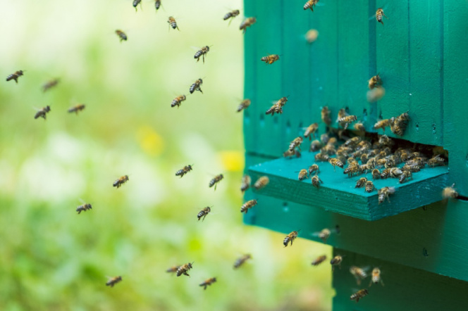 na zdjęciu pszczoły wlatujące do ula 