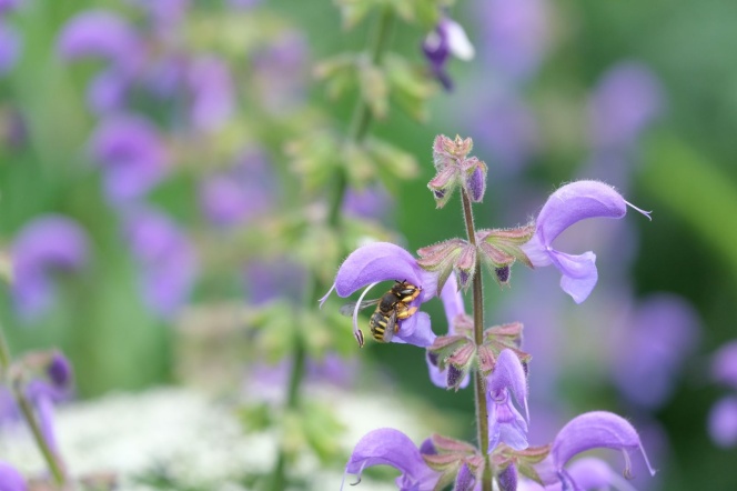 Bee