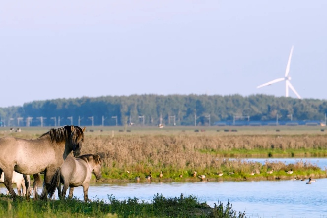 Konkurs BiodivFuture