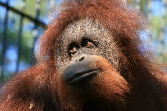 Orangutan 