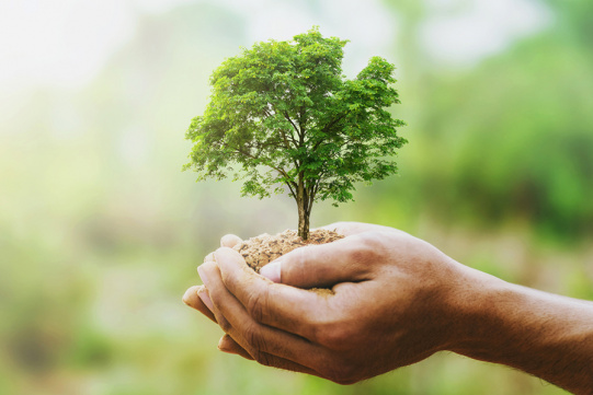 Sadzonka drzewka w ludzkich dłoniach 