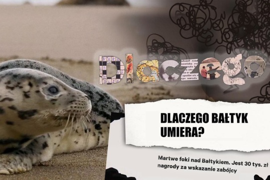 Foka na tle zanieczyszczonej plaży 