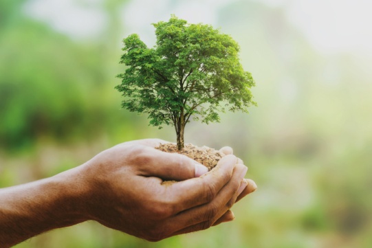 Złożone dłonie trzymają wyrastające drzewo.