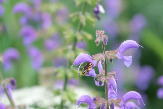 Bee