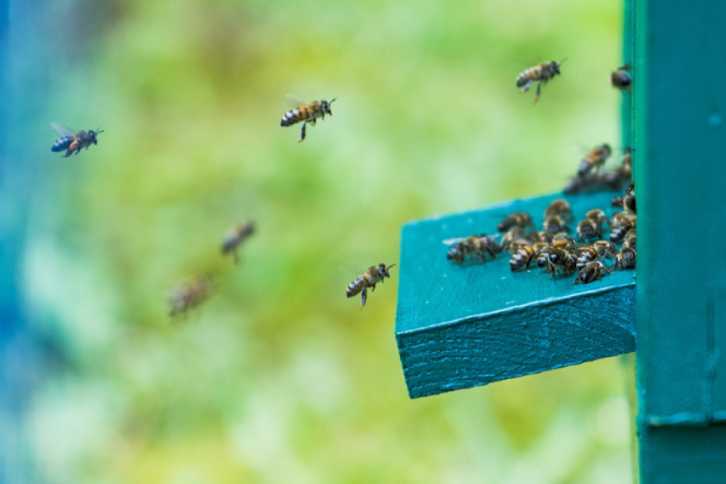 Pszczoły wchodzące do ula 