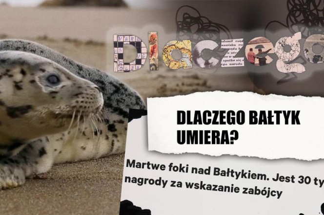 Martwe strefy w Bałtyku są największe na świecie. [„DLACZEGO?”, odc. 8]